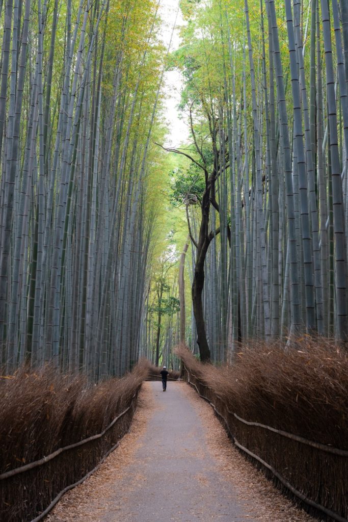 Photo of the iconic Arashiyama Bamboo forest.