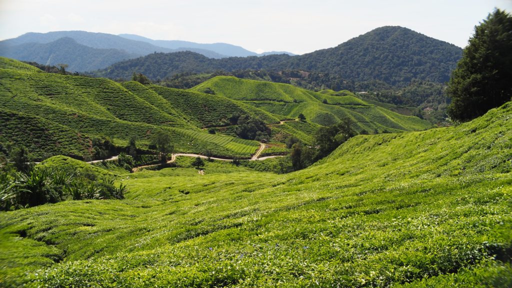 Places to include in your Malaysia itinerary Number 3 - Cameron highlands.
