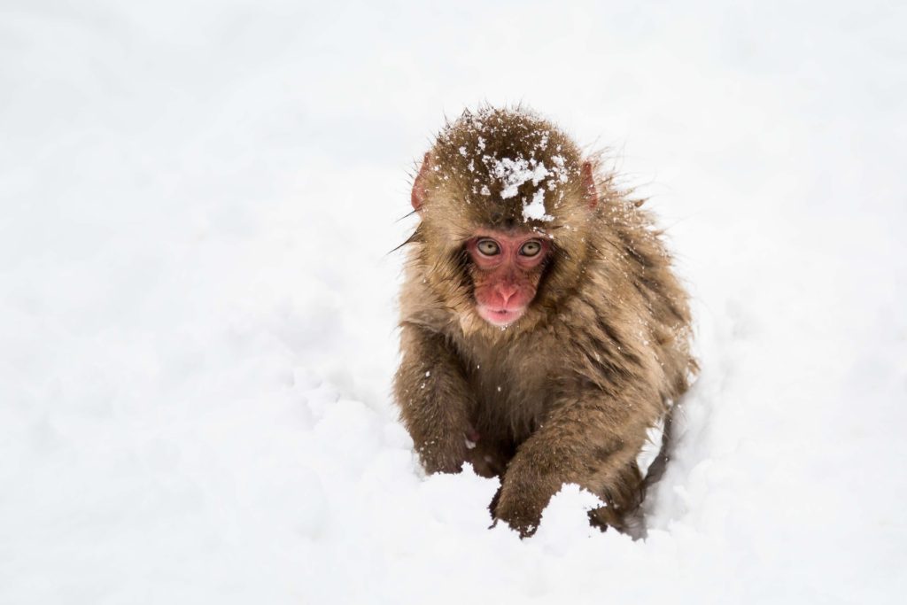 Photo of single monkey at Jigokudani Snow Monkey Park.