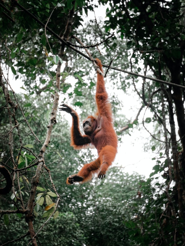 Orangutans at Semenggoh.