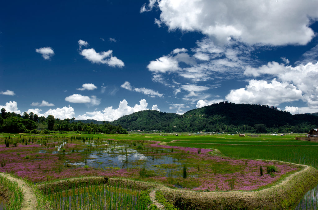 Photo of rice fields at Zero valley.