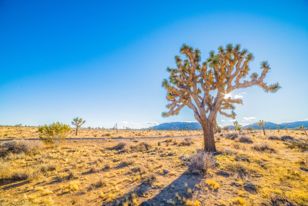 Things to do in California Number 3 - Joshua Tree National Park