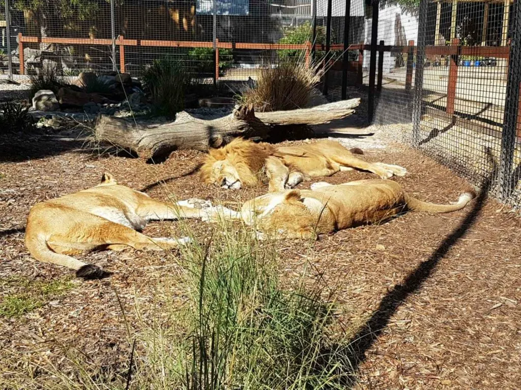 Lions at Zambi Wildlife Retreat