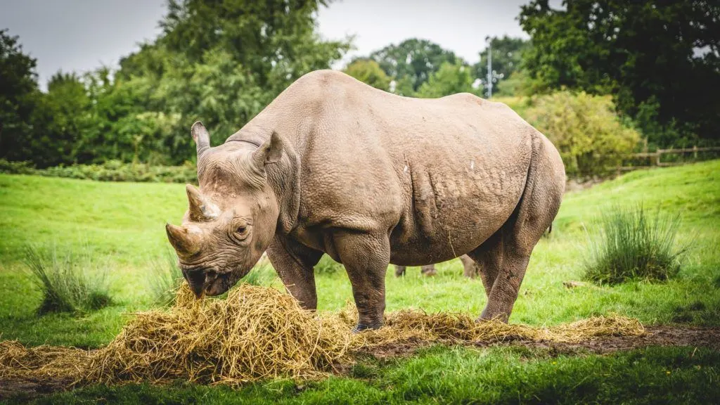 Photo of Rhino at Chester Zoo