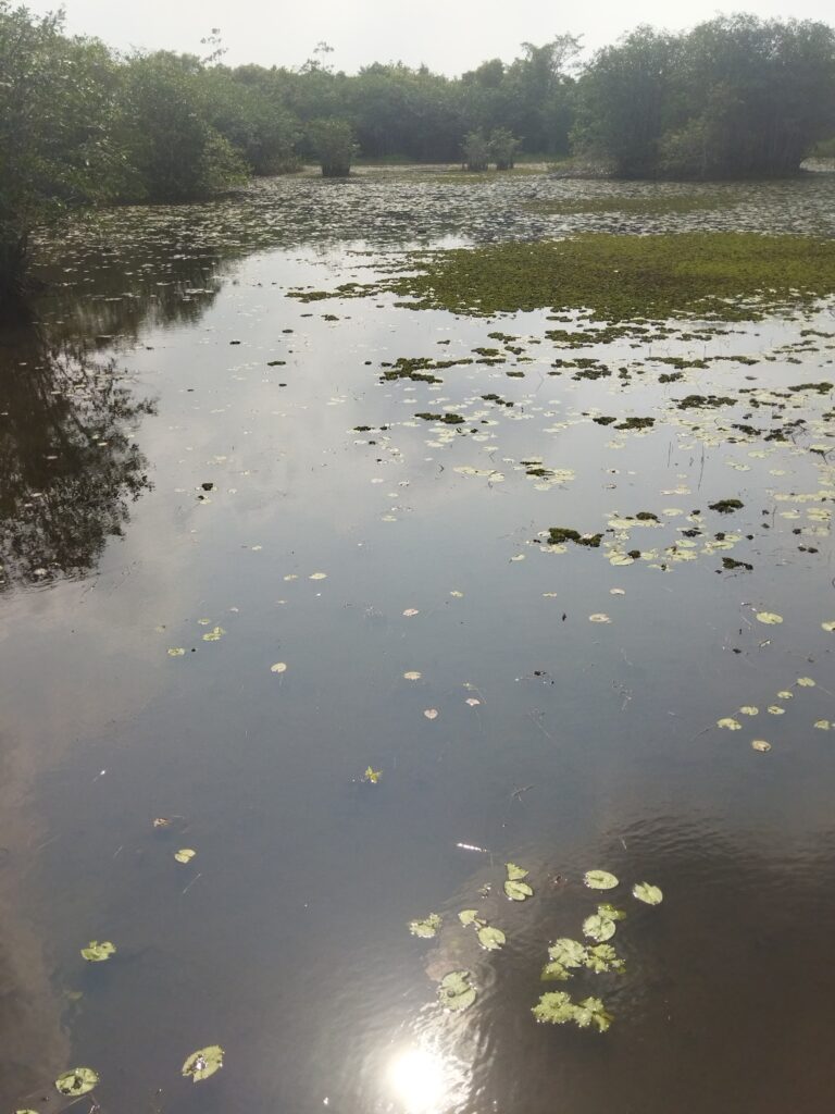 Pond at Beddagana Park