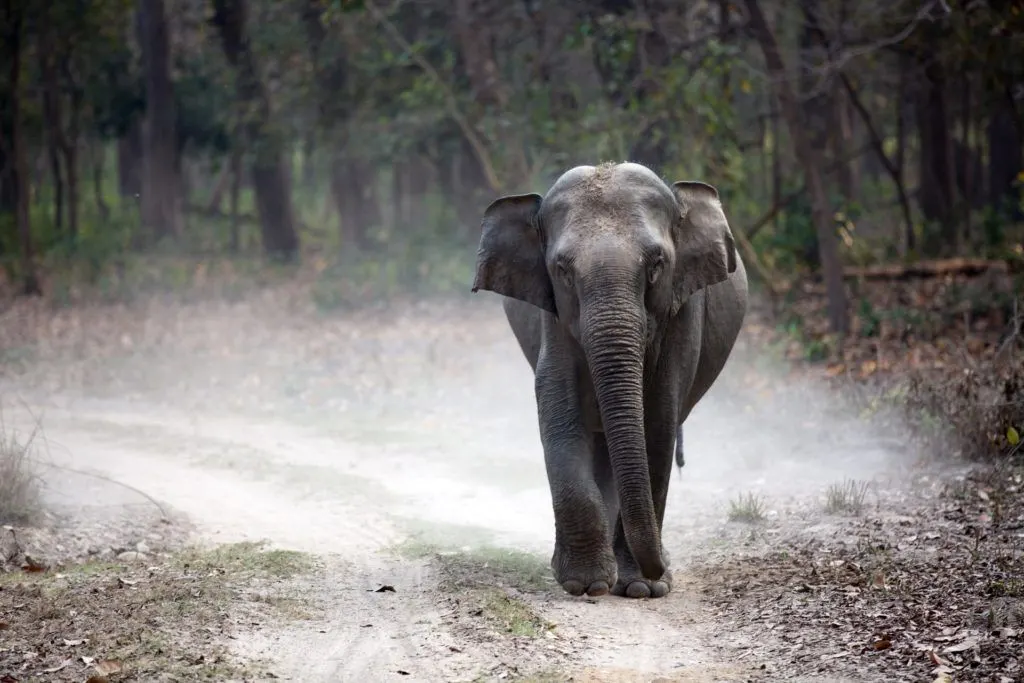 Lone Elephant inside India's first National Park