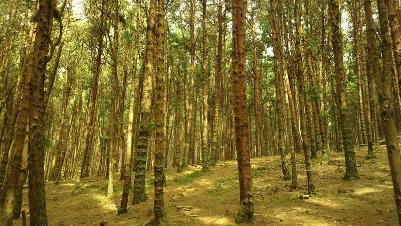 Photo of Pine Tress at Pine Forest Kodaikanal