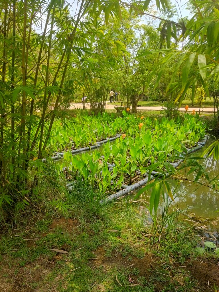 Pond - Diyasaru Park