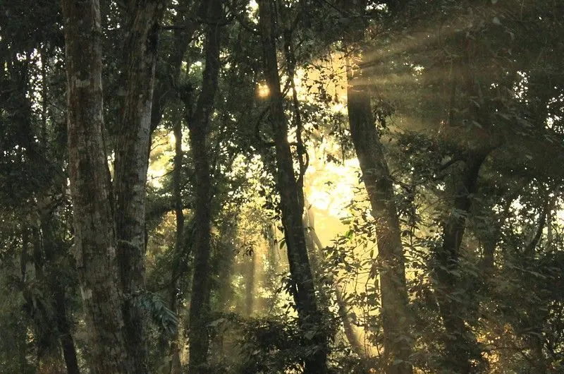 Sunlight beaming through trees at Chilapata Forest