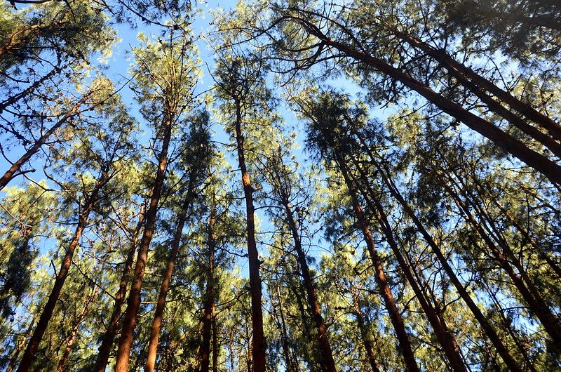 Photo of Pine Forest