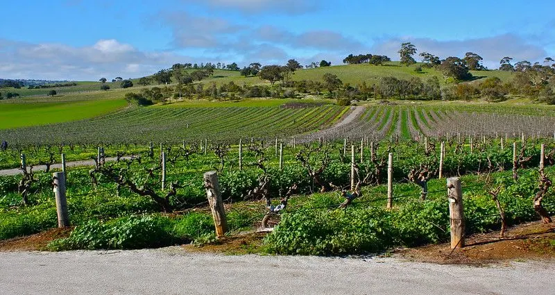 Things to do in Adelaide Number 14 - Barossa Valley Wine Tours