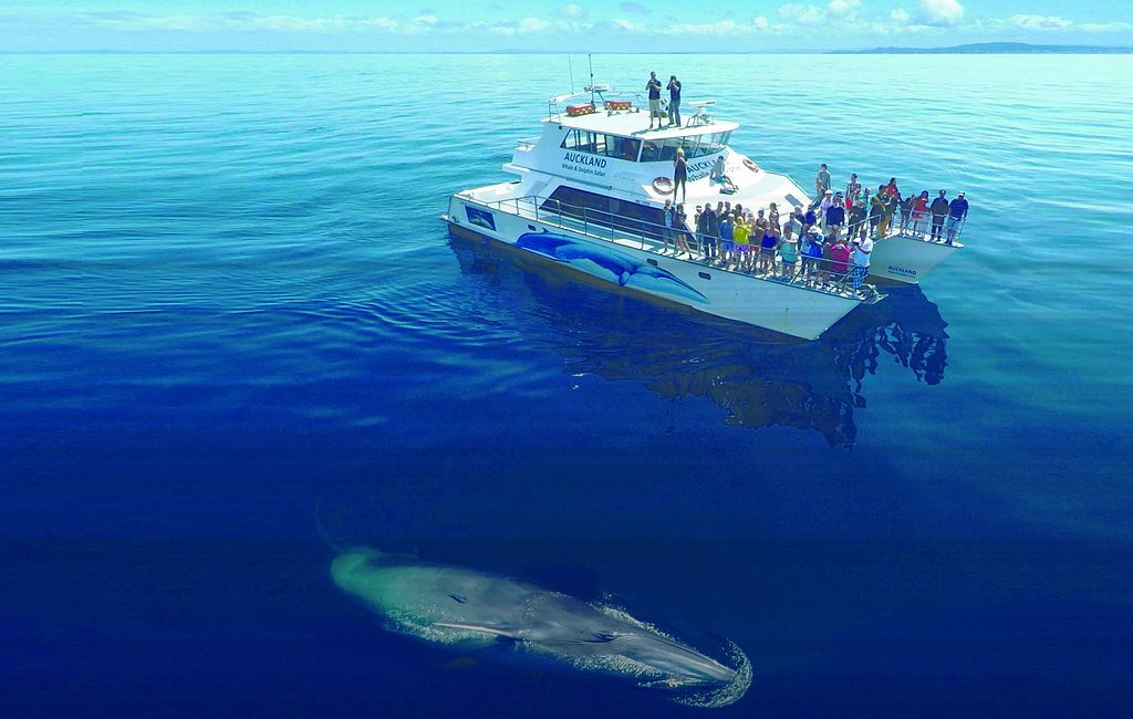 New Zealand Itinerary PLace 5 - Whale Watching in Auckland