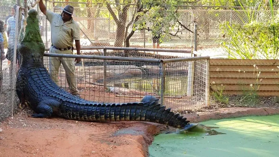 Things to do in Broome Number 3 - Watch Crocodiles at Malcolm Douglas Broome Crocodile Park