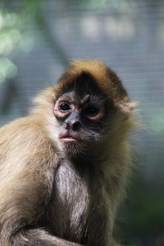 Photo of Monkey at Melbourne Zoo