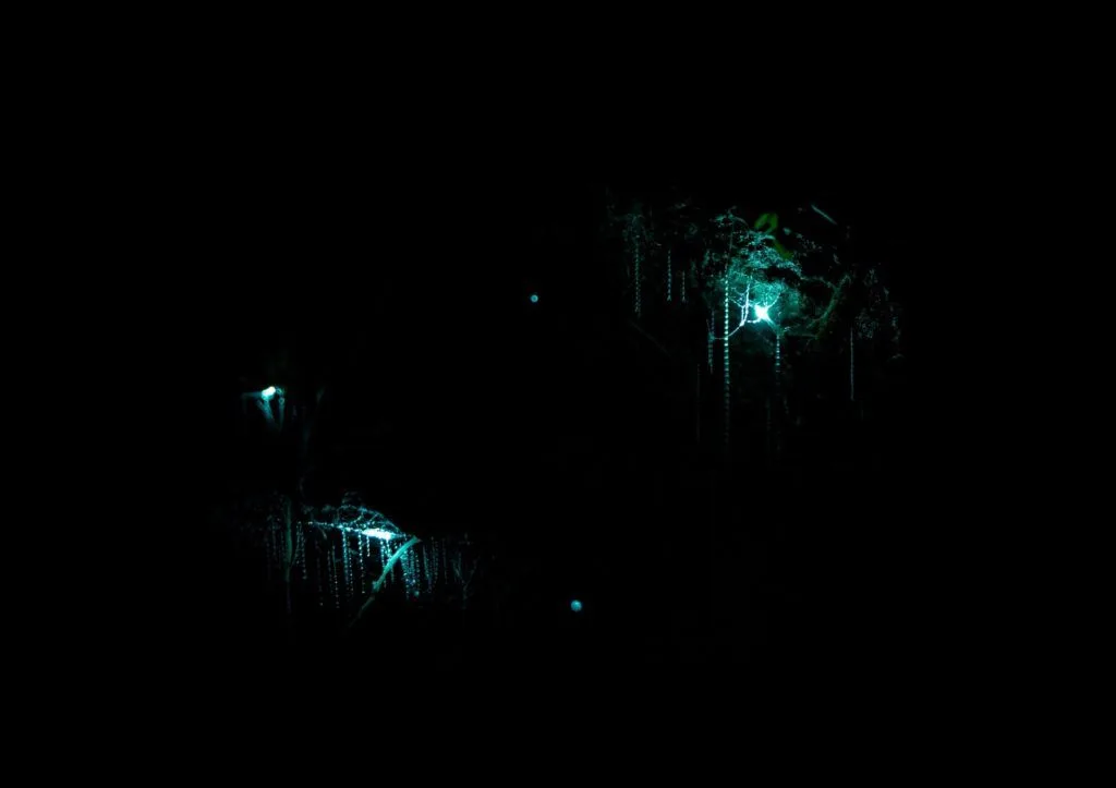 Glowworm phenomenon at Waitomo