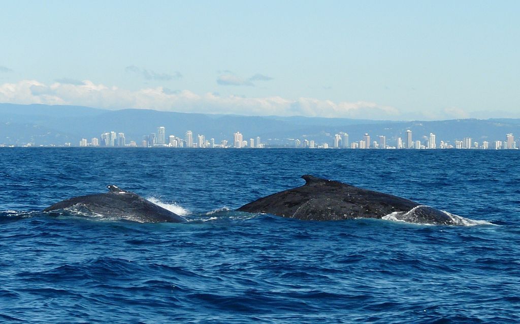 Things to do in Gold Coast Number 7 - Go Whale Watching