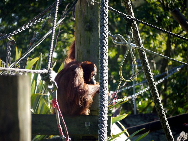 Orangutans at Auckland Zoo