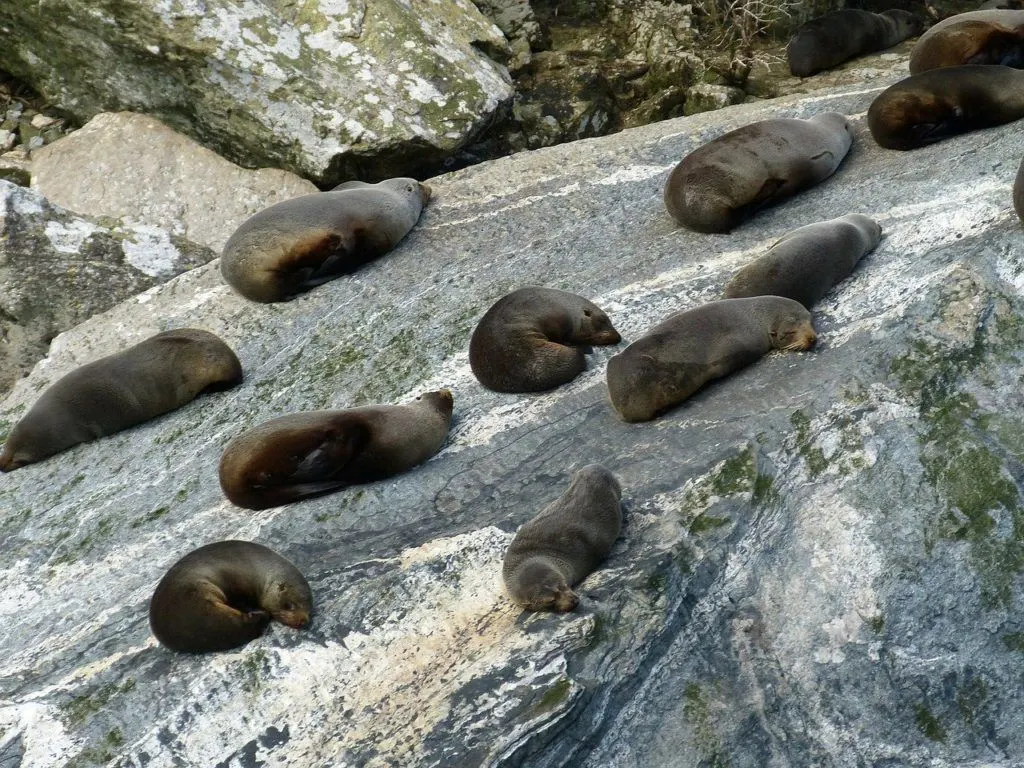 Seals basking at Tauranga Bay