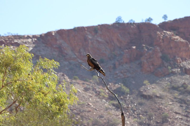 Bird at Alice Springs