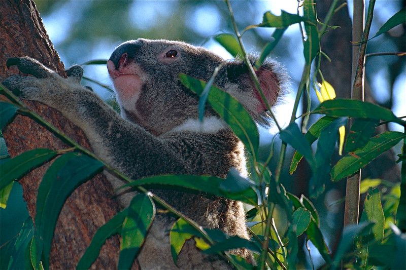 Koala at David Fleay Wildlife Park