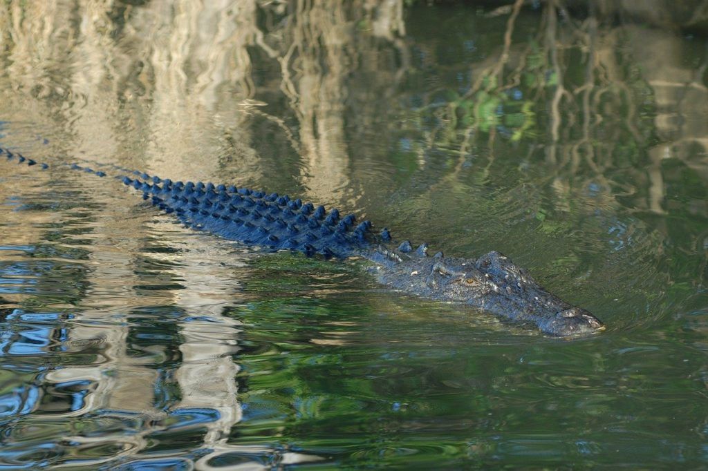 Alligator at Kakadu National Park