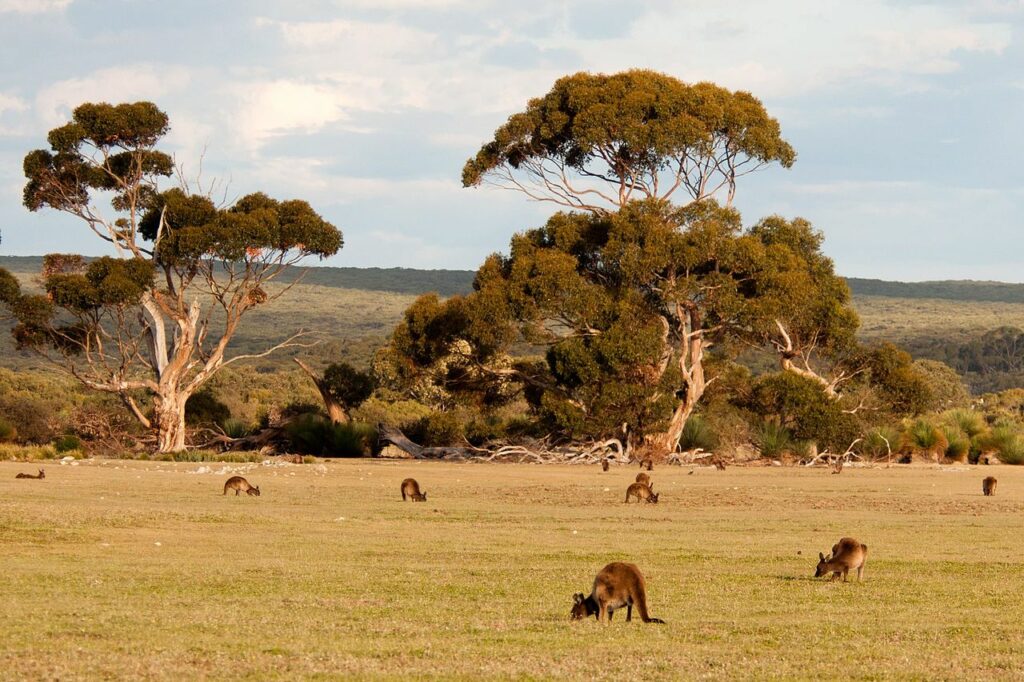 Kangaroos Grazing at Kangaroo Island