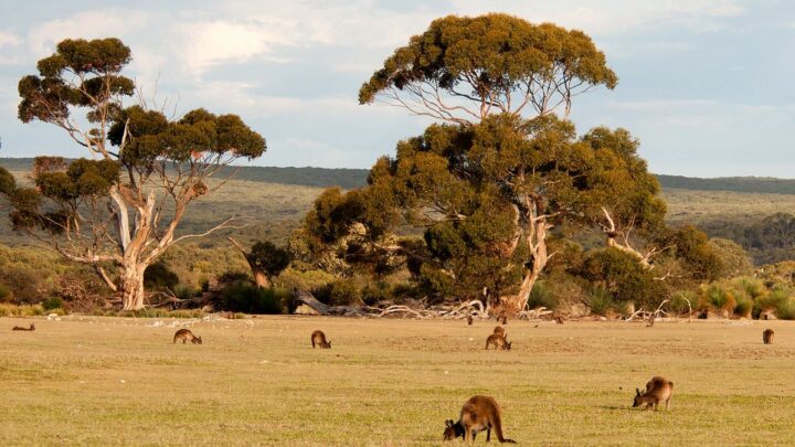 Places To Go On Safari In Australia – The Gateway To Unique Wildlife Adventures!
