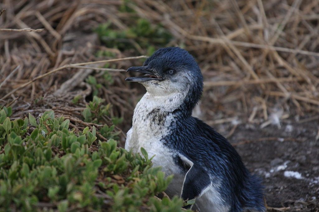 Baby penguin at Phillip island