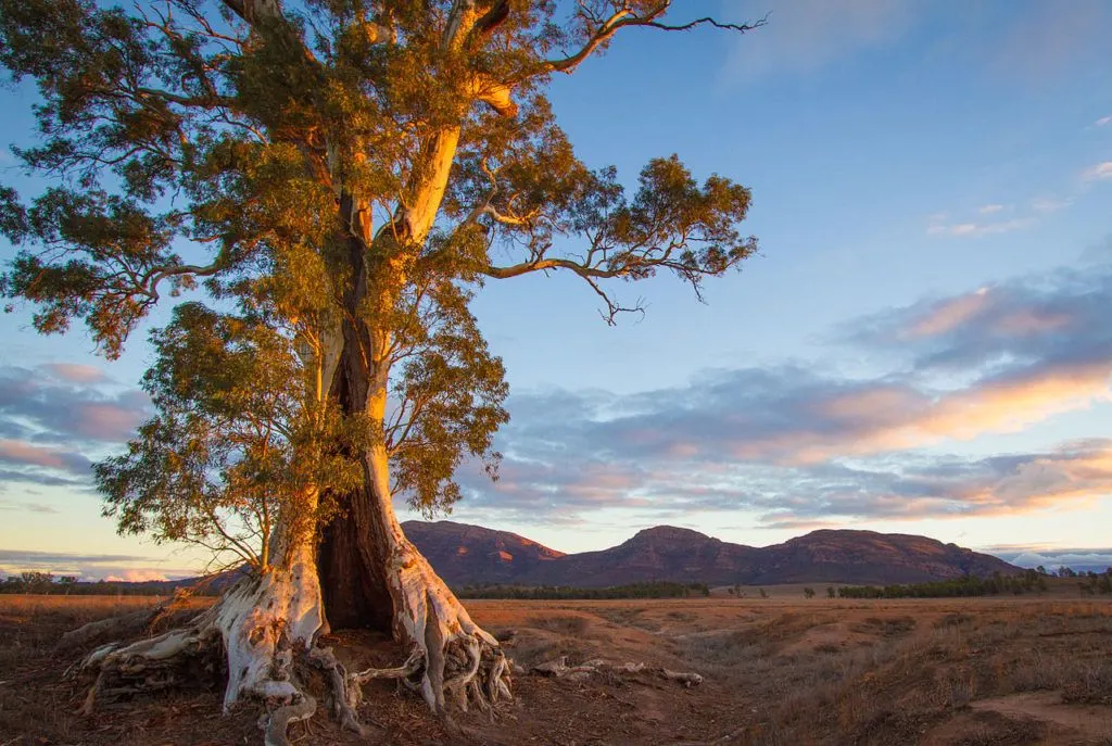 Scenic landscape at Flinders Ranges