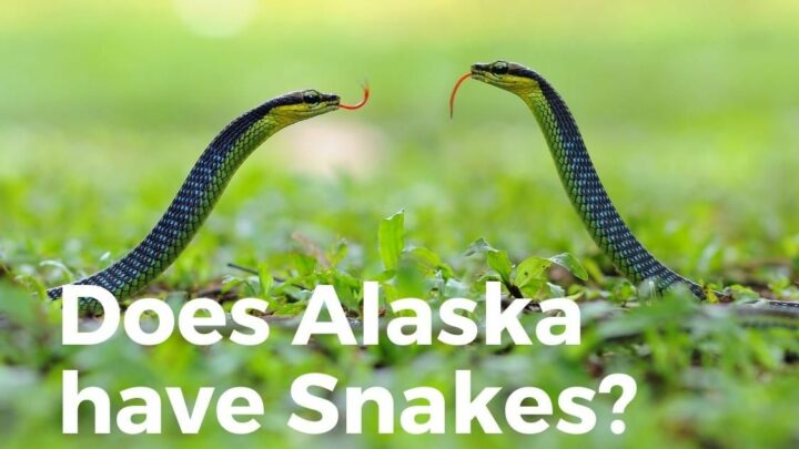 Are there snakes in Alaska?
