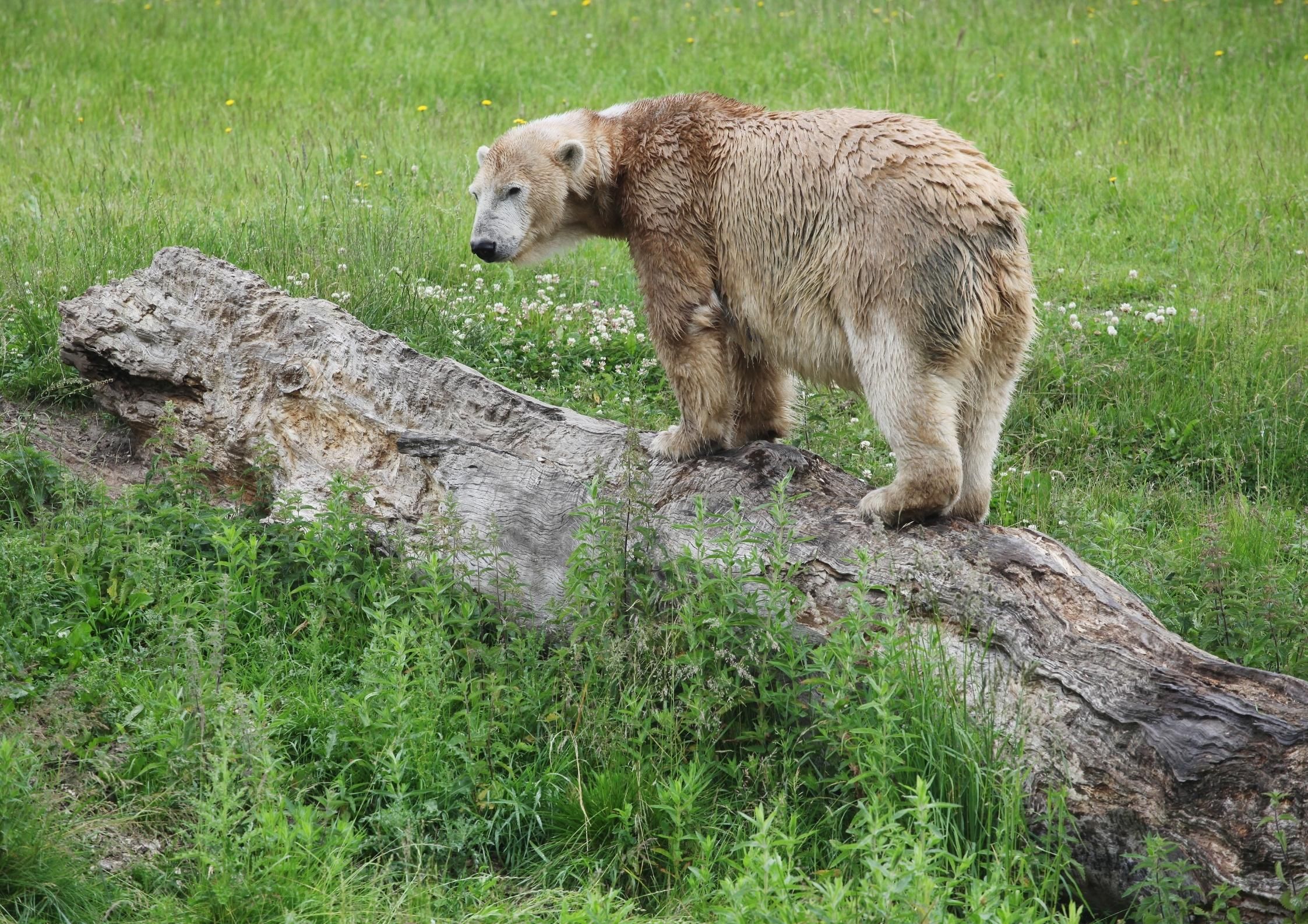 Can You Eat Bear Meat in Alaska? (Is it legal?) - TravelPeri