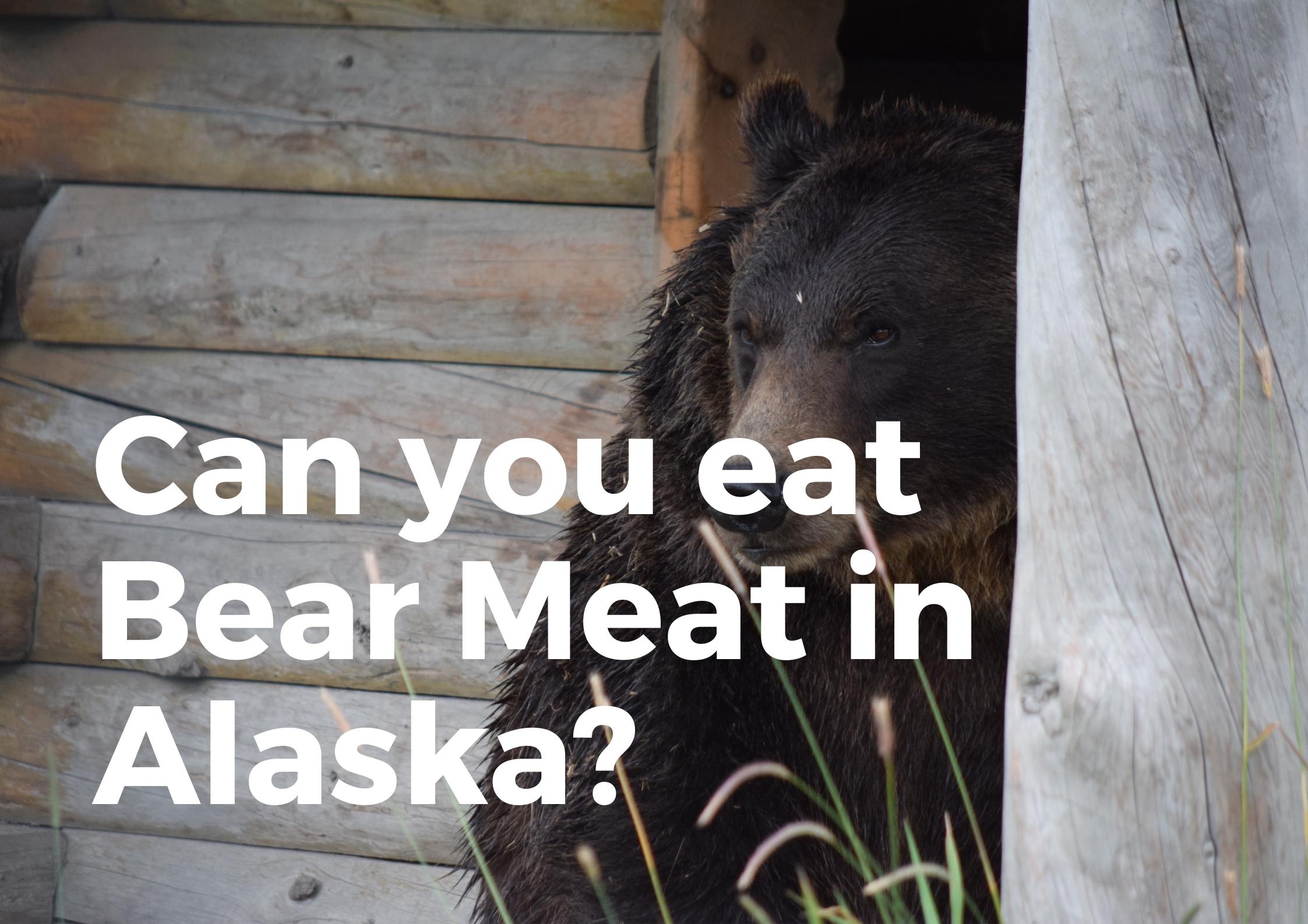 Can You Eat Bear Meat In Alaska? (Is It Legal?) - TravelPeri