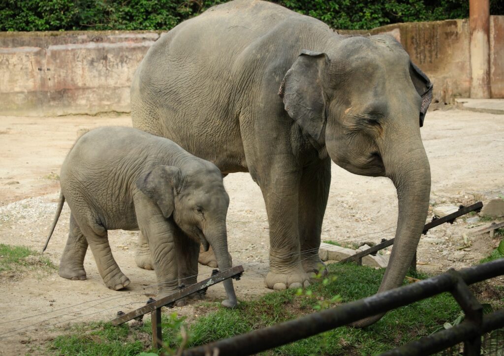 Elephants in Zoo