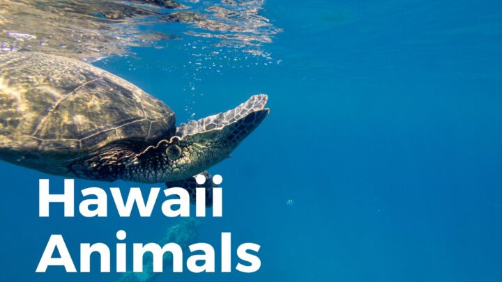 Hawaii Animals