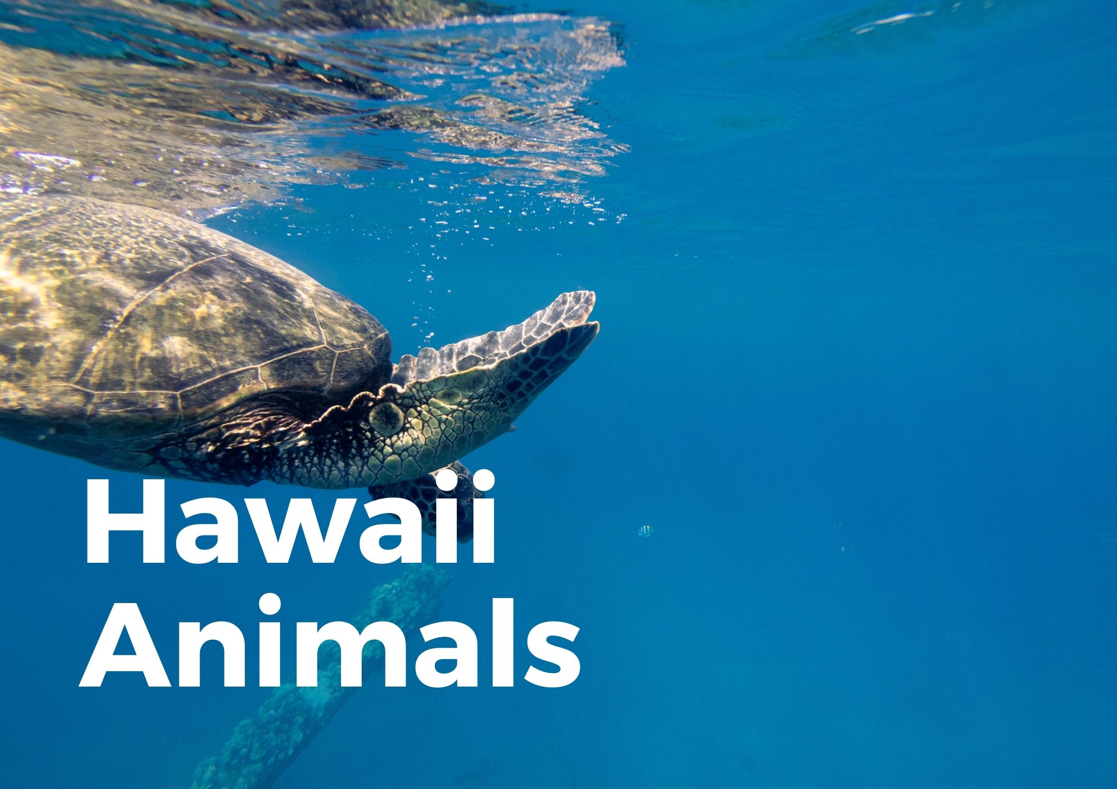 What Animals Live In Hawaii? (All You Need To KNOW!) - TravelPeri