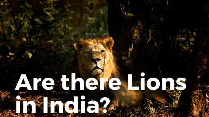 Indian Lion