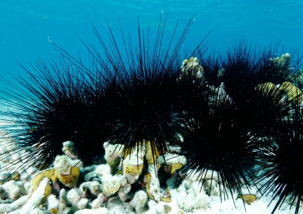 Long-Spined Venomous Sea Urchin