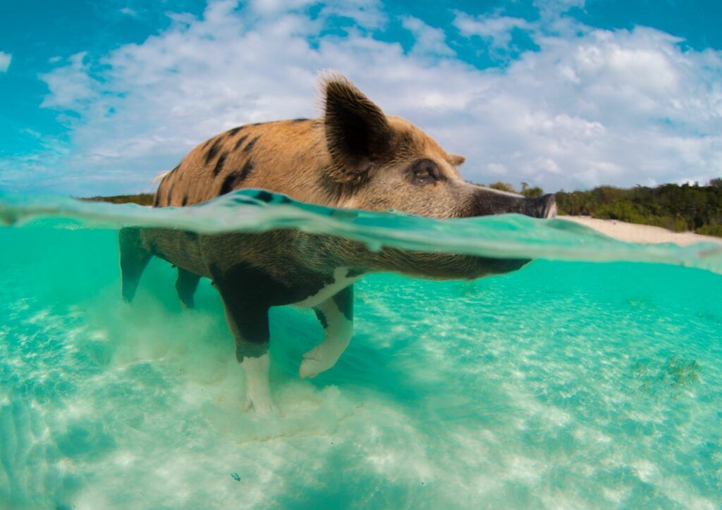 Pig at Pig Beach
