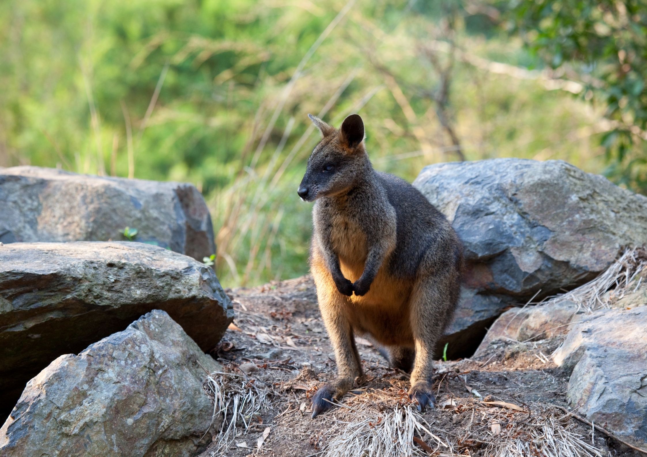 What Animals Live In Hawaii? (All You Need To KNOW!) - TravelPeri - WE ...