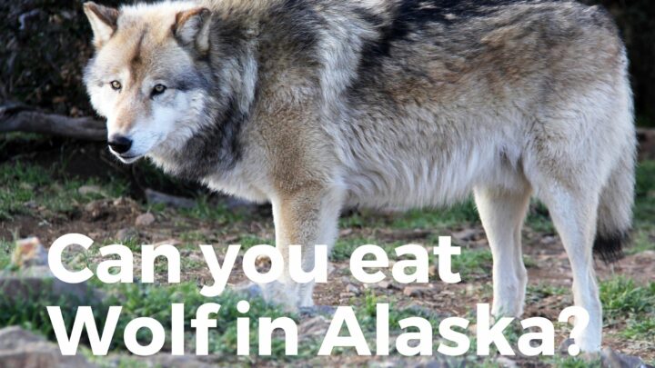 Can You Eat Wolf In Alaska? (Is It Legal?)