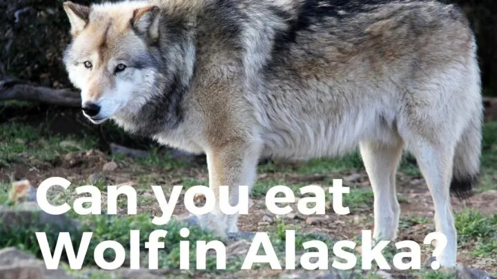Wolf Meat in Alaska