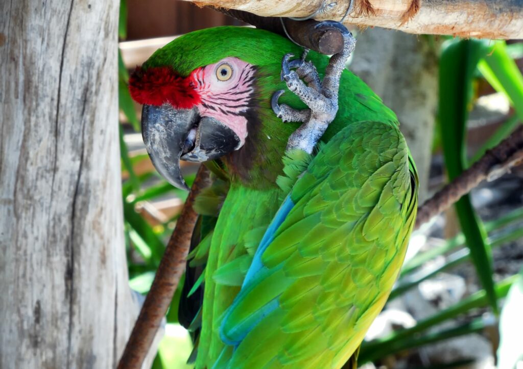 Parrot at Ardastra Gardens