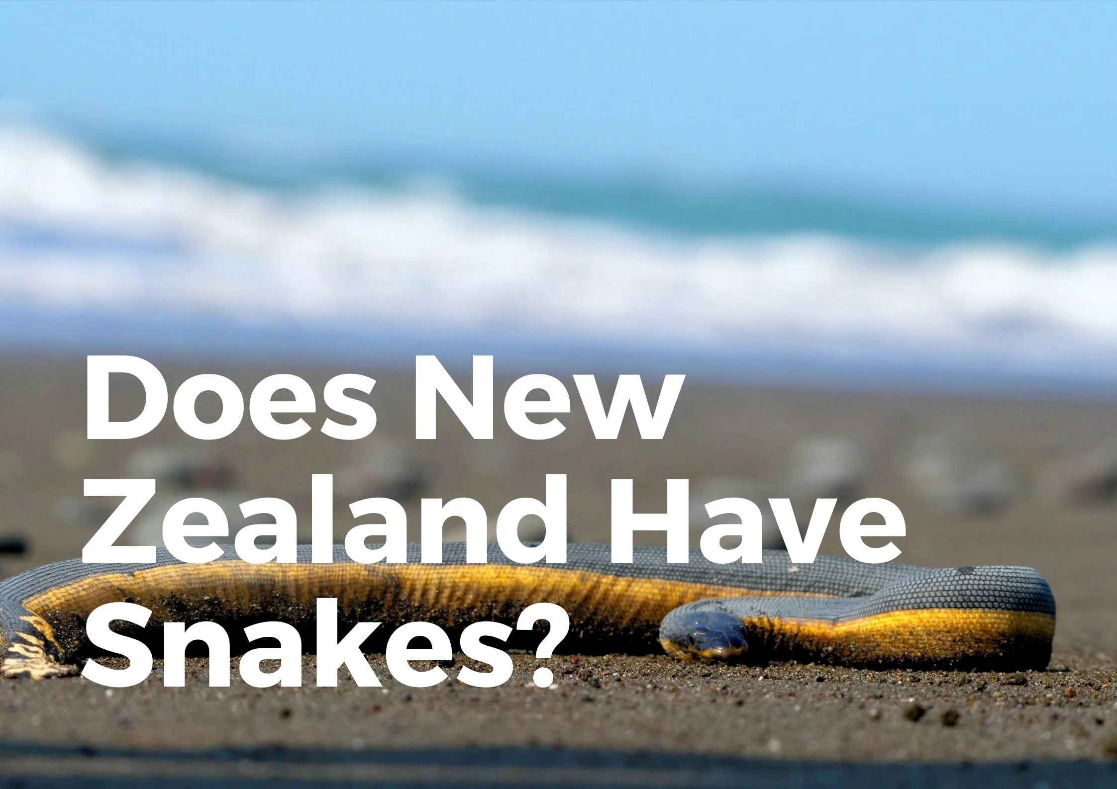 Are there Snakes in New Zealand?