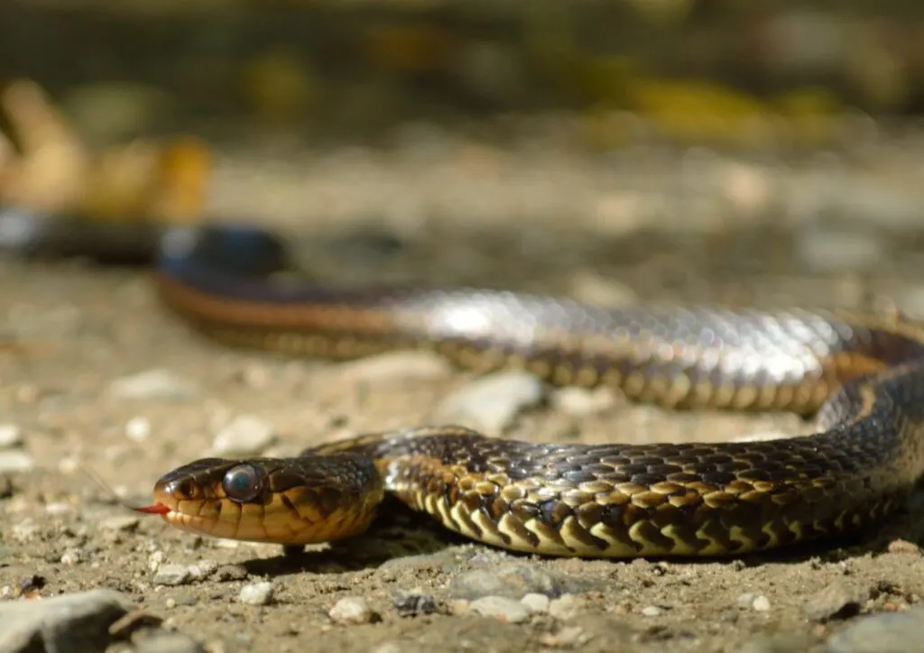 Garter Snake Slithering