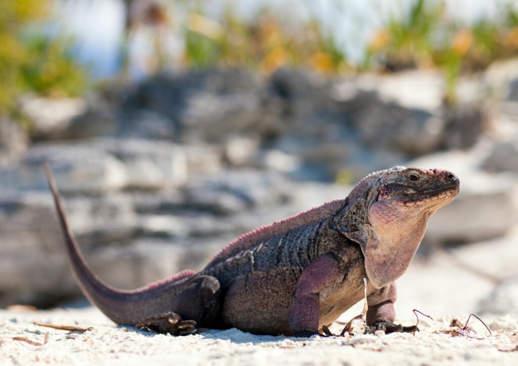 Iguanas at Bitter Guana Cay