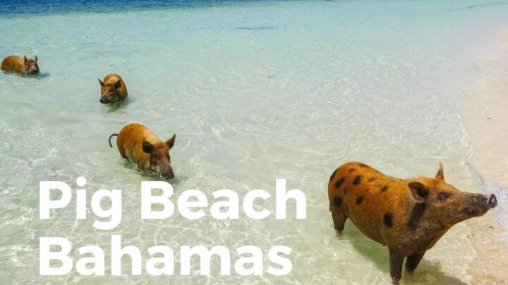 Everything You Need To Know About Pig Beach (Bahamas)