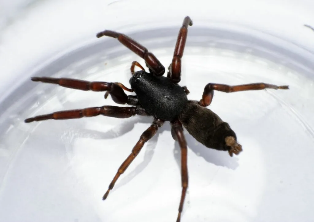 White - Tailed Spider
