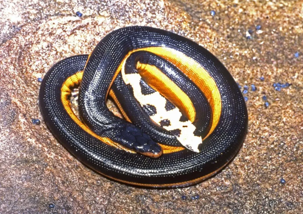 Yellow Bellied Sea Snake lying on Rock