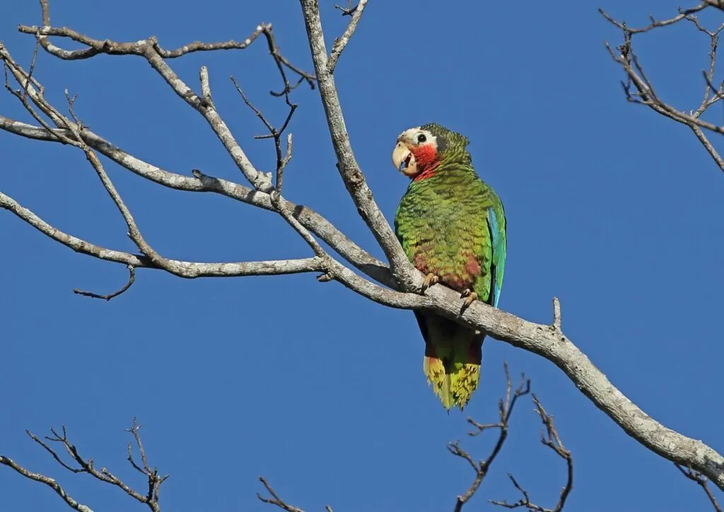Abaco Parrot