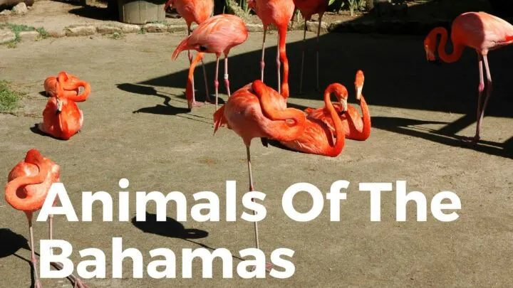 Animals of the Bahamas